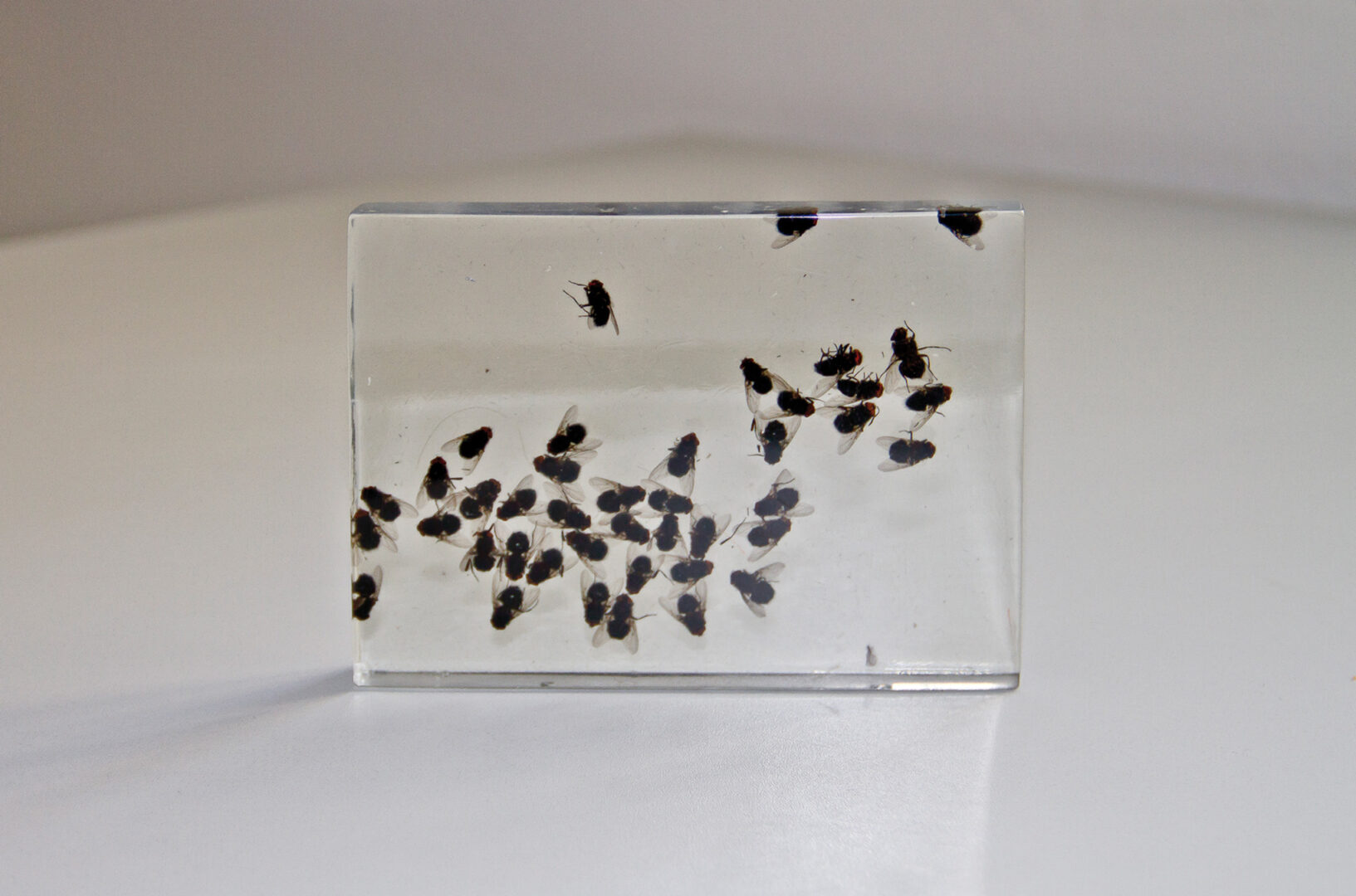 fliegen, 2012, 4 objekte, jeweils 10 cm x 15 cm x 2 cm