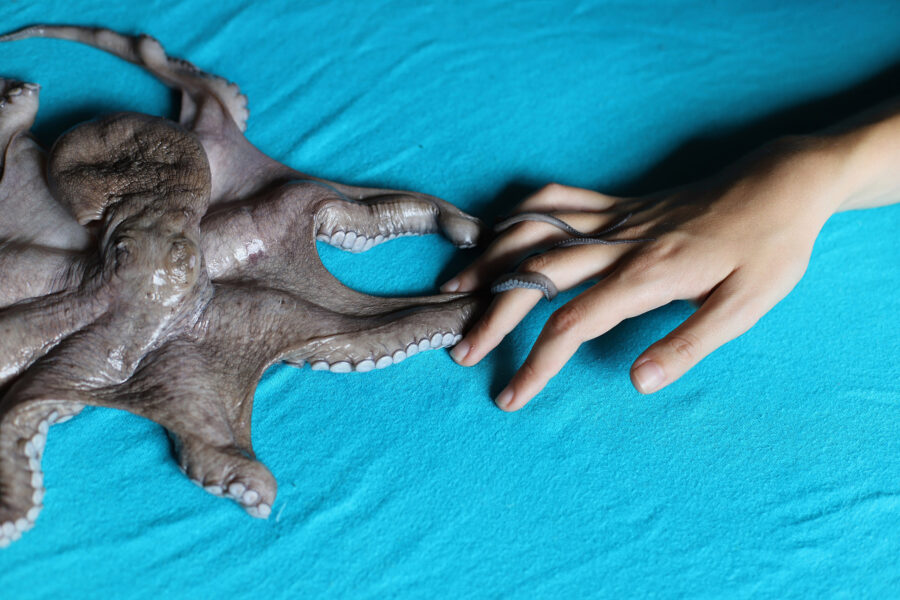 Fotografie einer Menschenhand und Oktopode auf türkisem Hintergrund