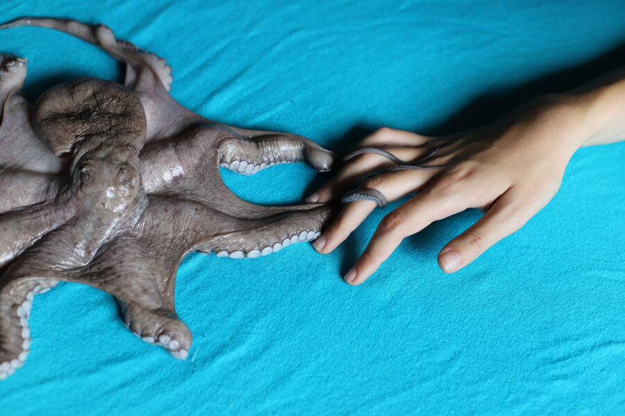 Fotografie einer Menschenhand und Oktopode auf türkisem Hintergrund